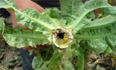 萵筍空心了還能吃嗎，萵筍空心是怎么回事？