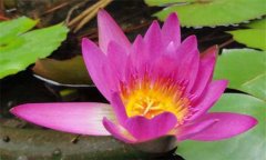 盆栽睡蓮怎么種 盆栽睡蓮怎么養(yǎng)？