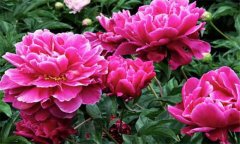 盆栽芍藥花的養(yǎng)殖方法 盆栽芍藥花怎么養(yǎng)?