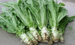 萵筍有哪些病害，萵筍病蟲害防治技術(shù)