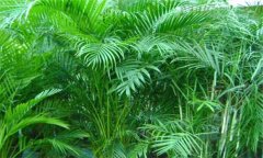 散尾葵和鳳尾竹的區(qū)別 盆栽散尾葵怎么養(yǎng)？