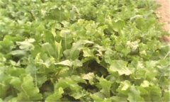 什么是辣根,辣根是一種什么植物