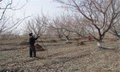 杏樹(shù)春季管理技術(shù)要點(diǎn) 春季杏樹(shù)種植管理方法