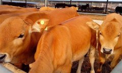 養(yǎng)牛的利潤(rùn)與成本如何？