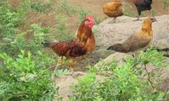 種雞養(yǎng)殖技術(shù)與管理的關(guān)鍵在哪里，共四點(diǎn)