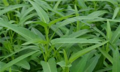 蕹菜是什么菜，有何特征？