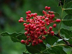 花椒的功效與作用 花椒的藥用功效