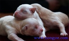 仔狗是什么意思，仔狗喂養(yǎng)注意什么？