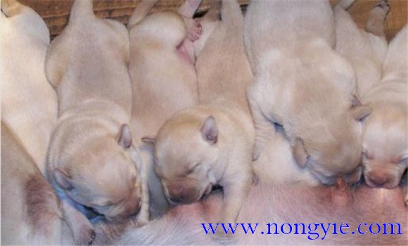 仔狗喂養(yǎng)注意什么