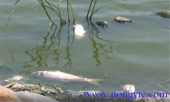 四大家魚的繁殖條件和產卵環(huán)境