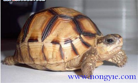 陸龜會游泳嗎？