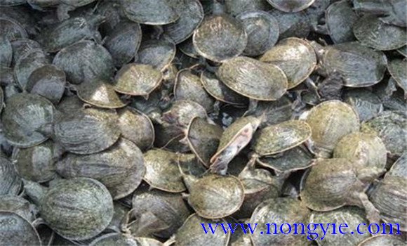 池塘養(yǎng)鱉技術(shù)要點(diǎn)，養(yǎng)鱉需要注意什么