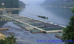 魚類氨氮中毒、藥害及泛塘的差別及解救方法