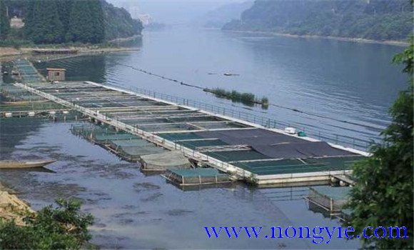 魚(yú)類氨氮中毒、藥害及泛塘的差別及解救方法