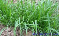 畜牧草有哪幾種？各有什么特點(diǎn)與生產(chǎn)優(yōu)勢？