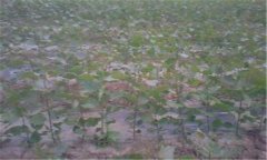 楊樹怎么育苗 楊樹扦插育苗技術(shù)要點介紹