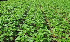 芝麻施肥技術(shù)要點(diǎn) 芝麻如何施肥能高產(chǎn)