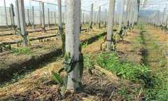 火龍果種植方法及肥水、土壤管理重點(diǎn)