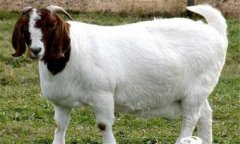 羊胃腸炎的癥狀有哪些，如何防治，用什么藥?