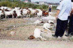 羊中毒一般是什么癥狀，如何快速解毒