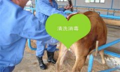 牛胎衣不下怎么辦，教你牛胎衣不下的簡易療法