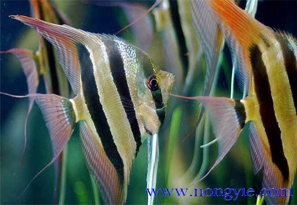 神仙魚能長(zhǎng)多大，神仙魚怎么飼養(yǎng)