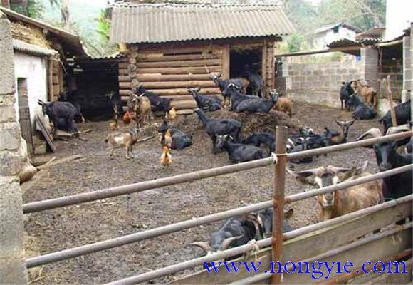 發(fā)展養(yǎng)羊生產(chǎn)成本低、飼料轉化快