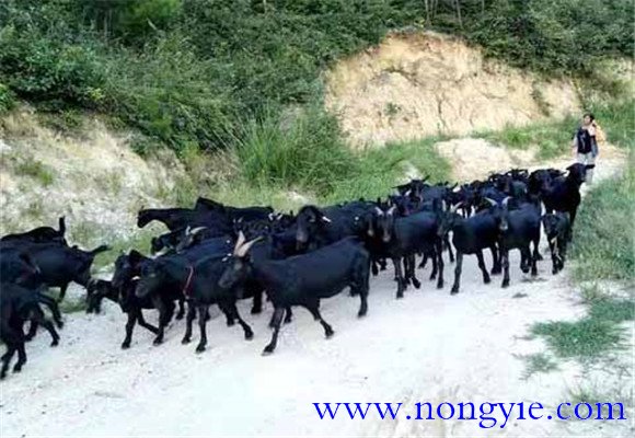 羊肉市場缺口大，供不應求