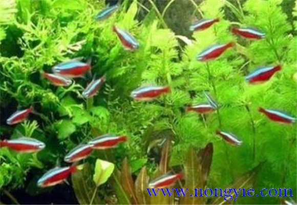 紅綠燈魚怎么養(yǎng)，紅綠燈魚的仔魚如何管理