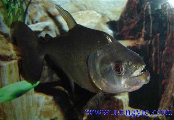 虎魚怎么養(yǎng)最好？