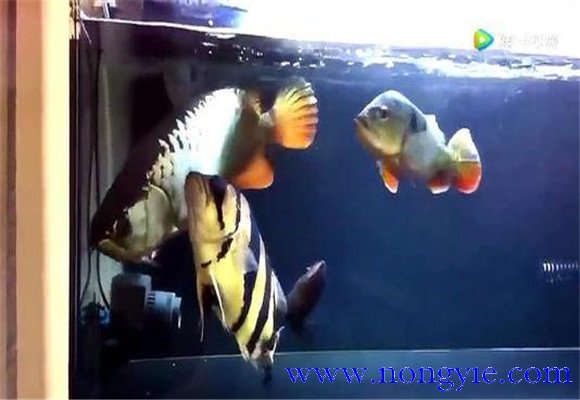 虎魚和龍魚怎么混養(yǎng)？