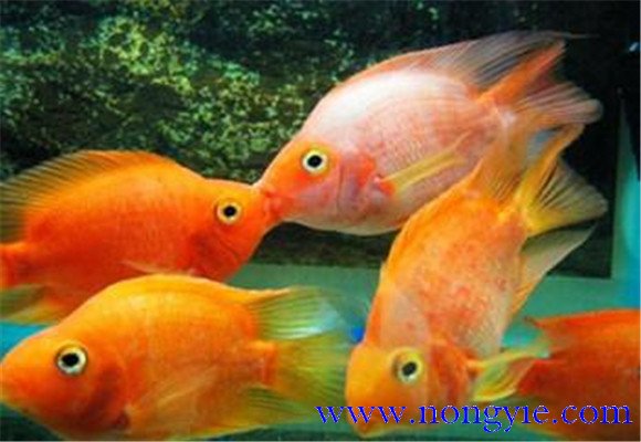 接吻魚(yú)吃什么食物