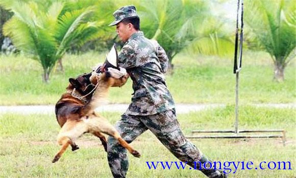 因犬制宜，區(qū)別對(duì)待的原則