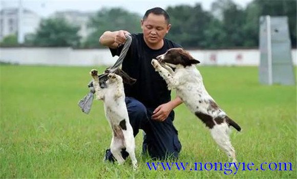 犬訓練的條件依托