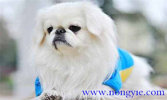 北京犬有何外貌特征和生活、性格特征