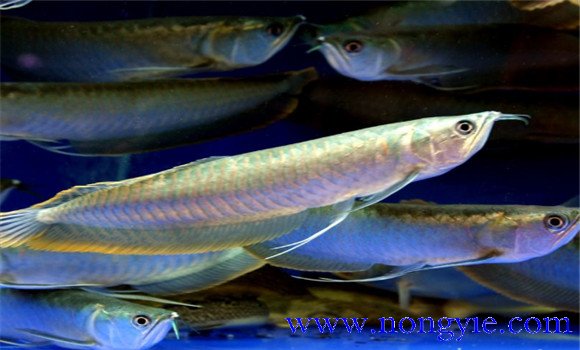 銀龍魚能長多大？