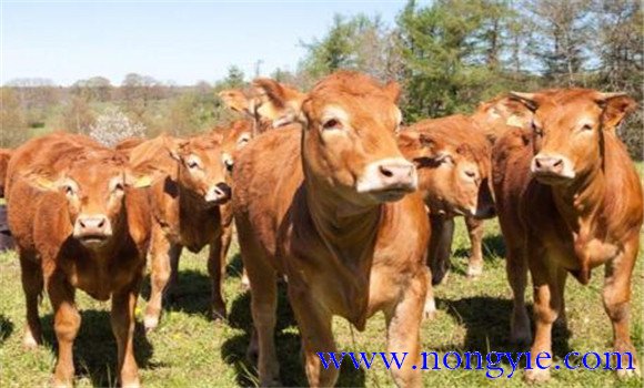 發(fā)現牛群中有布氏桿菌病應該如何處理