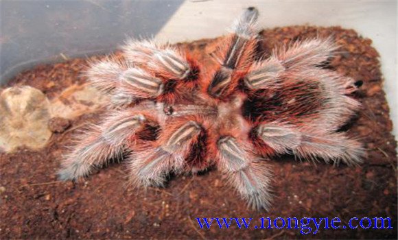 火玫瑰蜘蛛怎么養(yǎng)？