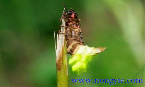 螢火蟲(chóng)的壽命多長(zhǎng)