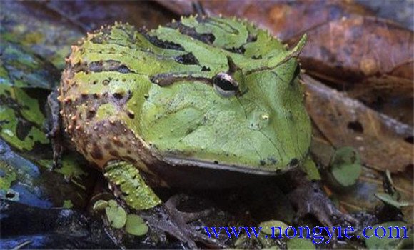 角蛙好養(yǎng)嗎？