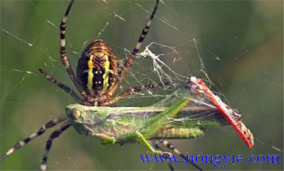 蜘蛛的食性分類
