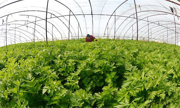芹菜爛心打什么藥,怎樣防治