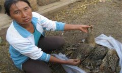 鴨瘟怎么治療，有沒有鴨瘟特效藥