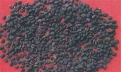 補(bǔ)骨脂的功效與作用及禁忌 如何購買保存補(bǔ)骨脂