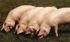 豬流行性感冒癥狀及治療方法，用什么藥效果好