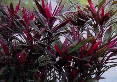 朱蕉怎么養(yǎng)效果好？