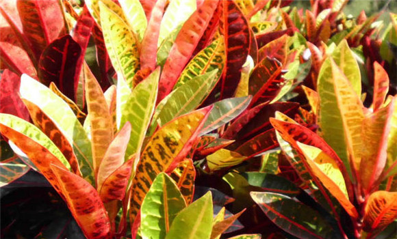 變葉木如何施肥