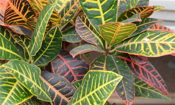 變葉木的繁殖要點