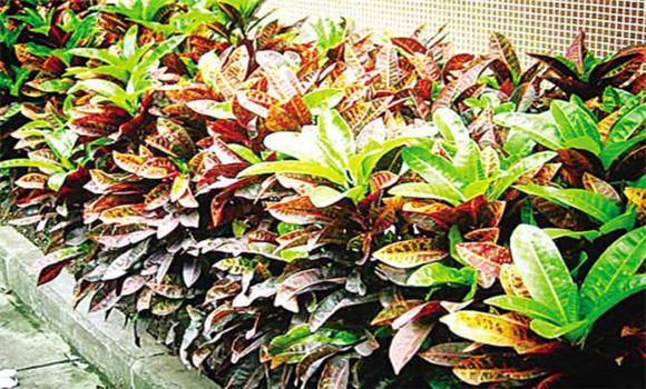 變葉木的形態(tài)