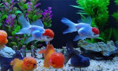 熱帶魚對水溫的要求，對水質(zhì)有哪些特殊要求